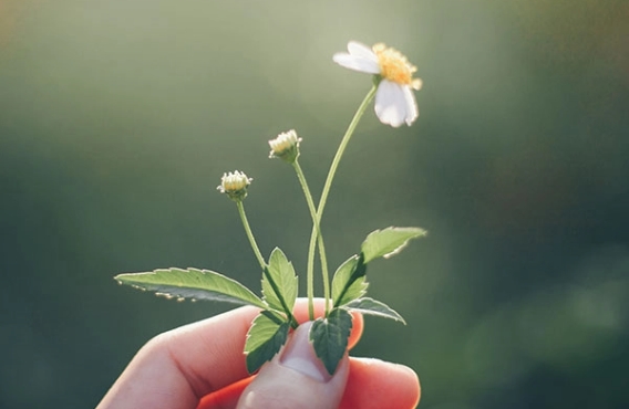 flowers.